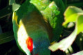 Musk-Lorikeet-Glossopsitta-concinna-Melbourne-VIC