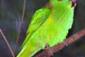 Musk-Lorikeet-Glossopsitta-concinna-Red-eared-Lorikeet-1-Healesville-VIC