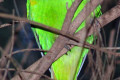 Musk-Lorikeet-Glossopsitta-concinna-Red-eared-Lorikeet-2-Healesville-VIC