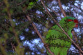 Musk-Lorikeet-Glossopsitta-concinna-Red-eared-Lorikeet-3-Healesville-VIC