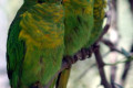 Musk-Lorikeet-X-Scaly-breasted-Lorikeets-with-1-Scaly-breasted-Lorikeet-on-right-Wagga-Zoo-NSW