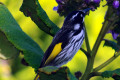 New-Holland-Honeyeater-1-Port-Fairy-VIC