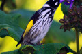 New-Holland-Honeyeater-2-Port-Fairy-VIC