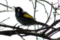 New-Holland-Honeyeater-3-Port-Fairy-VIC