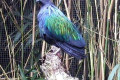 Nicobar-Pigeon-Melbourne-Zoo