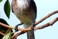 Noisy-Friarbird-Philemon-corniculatus-1-Bribie-Is-Qld