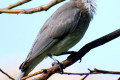 Noisy-Friarbird-Philemon-corniculatus-2-Bribie-Is-Qld