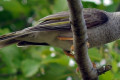 Noisy-Miner-Manorina-melanocephala-3-Zoo-Doo-TAS