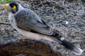 Noisy-Miner-Manorina-melanocephala-NSW