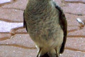 Noisy-Miner-Manorina-melanocephala-Wellington-NSW