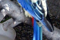 Northern-Rosella-Browns-Parakeet-Smutty-Rosella-Platycercus-venustus-3-Tasmania-Zoo