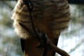 Pacific-Baza-Aviceda-subcristata-or-Crested-Hawk-1-Melb-Zoo-VIC