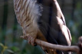 Pacific-Baza-Aviceda-subcristata-or-Crested-Hawk-2-Melb-Zoo-VIC