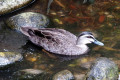 Pacific-Black-Duck-1-Melbourne-Zoo