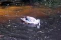 Pacific-Black-Duck-2-Melbourne-Zoo