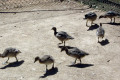 Pacific-Black-Ducklings-Wagga-Zoo-NSW