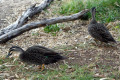 Pacific-Black-Ducks-Swan-Hill-VIC