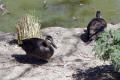 Pacific-Black-Ducks-Wagga-Zoo-NSW