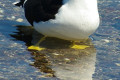 Pacific-Gull-Larus-pacificus-3-Dunalley-TAS