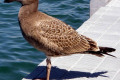 Pacific-Gull-juvenile-1-Port-Albert-VIC