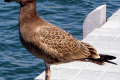 Pacific-Gull-juvenile-2-Port-Albert-VIC