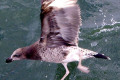 Pacific-Gull-juvenile-caught-in-fishing-line-Port-Albert-VIC