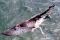 Pacific-Gull-juvenile-just-before-freedom-from-fishing-line