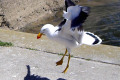 Pacific-Gull