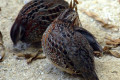 Painted-Button-Quail-Turnix-varia-2-Kyabram-Fauna-Park-VIC