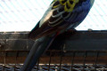 Pale-headed-Rosella-Platycercus-adscitus-1-Wellington-NSW