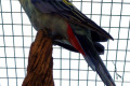 Pale-headed-Rosella-Platycercus-adscitus-2-Wellington-NSW