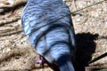 Peaceful-Dove-Geopelia-placida-Dubbo-NSW