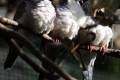 Peaceful-Dove-Geopelia-placida-Ground-Dove-Zebra-Dove-2-Melb-Zoo-VIC