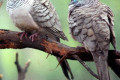 Peaceful-Dove-Geopelia-placida-Kyabram-Fauna-Park-VIC