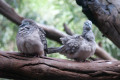 Peaceful-Doves-Melbourne-Zoo