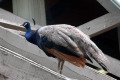 Peacock-1-Melbourne-Zoo