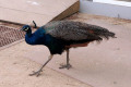 Peacock-2-Melbourne-Zoo