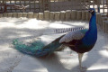 Peacock-Wagga-Wagga-Zoo-NSW