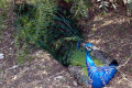 Peacock-resting-Wagga-Zoo-NSW