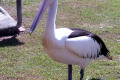 Pelican-1-Spinnaker-Marina-Bribie-Is-QLD