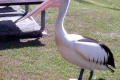 Pelican-2-Spinnaker-Marina-Bribie-Is-QLD