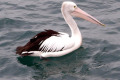 Pelican-Eden-Wharf-NSW