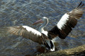 Pelican-Pelecanus-conspicillatus-Marlo-VIC