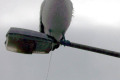 Pelican-on-light-pole-peeing-Eden-Wharf-NSW