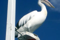 Pelican-on-post-Lakes-Entrance-VIC