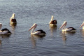 Pelicans-Cunninghame-Arm-Lakes-Entrance-VIC