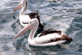 Pelicans-Eden-Wharf-NSW