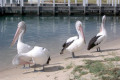 Pelicans-Lakes-Entrance-VIC