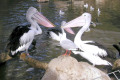 Pelicans-Melbourne-Zoo