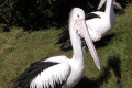 Pelicans-Sea-World-Gold-Coast-QLD